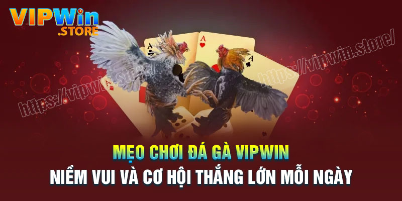 Mẹo chơi cá cược Đá gà Vipwin luôn thắng lớn
